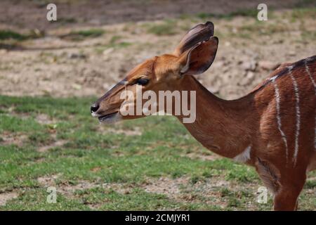 Closeup of Female Nyala in Czech Zoo. The Lowland Nyala or simply Nyala (Tragelaphus Angasii), is a Spiral-Horned Antelope. Stock Photo