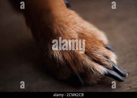 Macro photo paws with long claws of a small dog on a brown wooden background.Dog hair close-up. Stock Photo