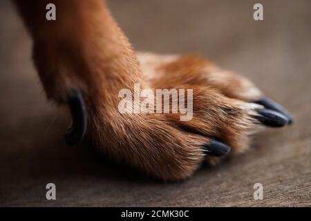 Macro photo paws with long claws of a small dog on a brown wooden background.Dog hair close-up. Stock Photo