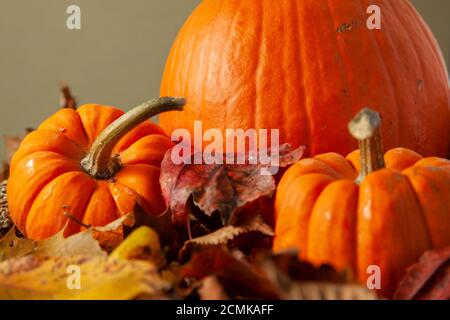 An autumn composition with three pumpkins on forest floor covered with fallen  leaves and tree bark with mushroom growing on. An ideal image for fall, Stock Photo