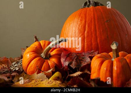 An autumn composition with three pumpkins on forest floor covered with fallen  leaves and tree bark with mushroom growing on. An ideal image for fall, Stock Photo