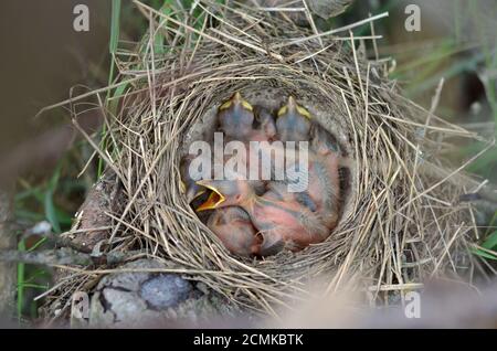 Five newborn baby birds of a Song Thrush (Turdus Philomelos) in the nest in their natural habitat. Fauna of Ukraine. Shallow depth of field, closeup. Stock Photo