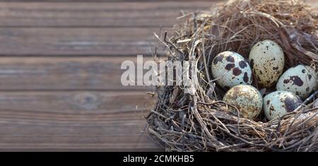 Five speckled quail eggs in a nest on an brown wooden table as a background close-up with copy space. Shallow depth of field, selective focus. Stock Photo