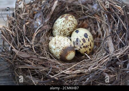 Three speckled quail eggs in a nest close-up, selective focus. Stock Photo
