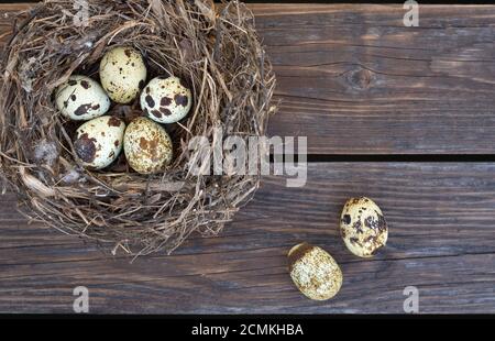 Speckled quail eggs in a nest and on an old wooden table close-up with copy space, top view. Healthy eating. Easter concept. Stock Photo