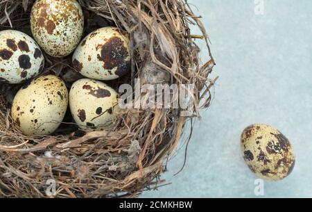 Nest with speckled quail eggs on a light grey background close-up with copy space. Top view, shallow depth of field. Healthy eating. Easter concept. Stock Photo