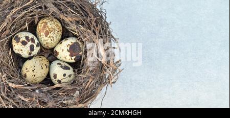 Five speckled quail eggs in a nest on a light grey background close-up with copy space, top view. Healthy eating. Easter concept. Stock Photo