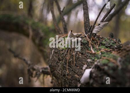 Moss on the trunk of a fallen tree in autumn Stock Photo