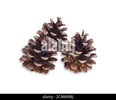 three brown dry pine cones Stock Photo