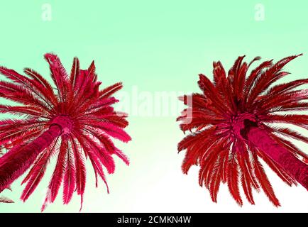 Surreal Pop Art Style Two Vibrant Red Colored Palm Trees Isolated on Mint Green Sky Stock Photo
