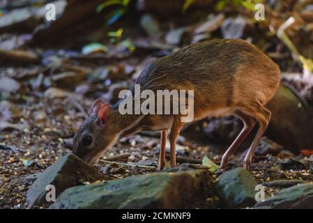Lesser mouse-deer (Tragulus kanchil) walking in nature of Thailand Stock Photo