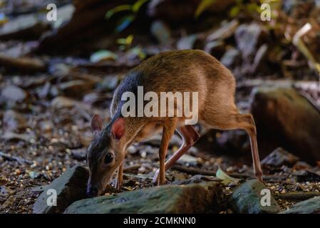 Lesser mouse-deer (Tragulus kanchil) walking in nature of Thailand Stock Photo