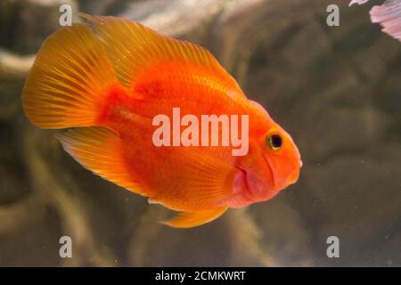 red parrot fish freshwater parrot. High quality photo Stock Photo