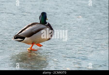 Ducks on the transparent ice of a frozen river on a frosty Sunny winter day. Stock Photo