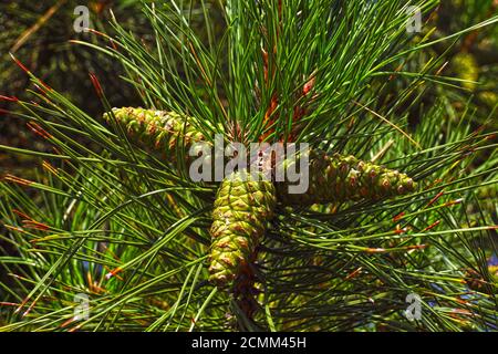 Pinus nigra, austrian pine or black pine.  Three cones on one branch. Stock Photo