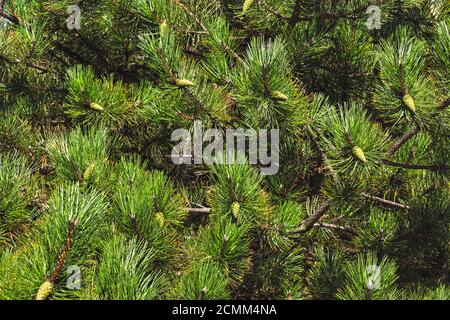Pinus nigra, austrian pine or black pine is a species of pine found in southern Mediterranean Europe from Spain to Turkey and North Africa. Lots of co Stock Photo