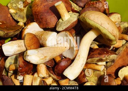 Imleria badia, commonly known as the bay bolete and Boletus edulis commonly known as: cep, penny bun, porcino or porcini.  Mushrooms collected in the Stock Photo