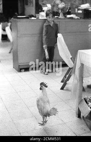 Mazatlan Mexico 1970s . Restaurant chicken. Young boy waiter in family run restaurant is not sure if the cockerel is supposed to be walking around or in the cooking pot! 1973 HOMER SYKES Stock Photo