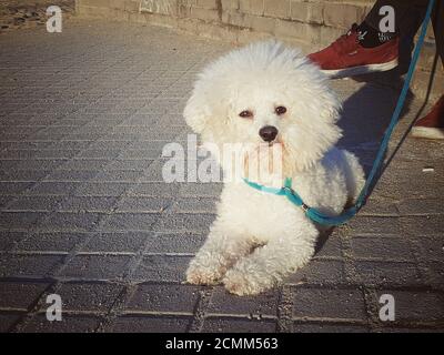 White poodle dog resting on the floor with a leash. Stock Photo