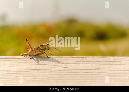 Lubber grasshopper sitting on a rail in Everglades National Park