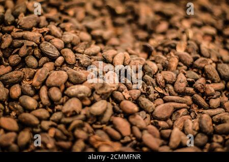 Pile of hundreds of cocoa beans in selective focus Stock Photo