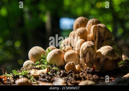 Coprinellus micaceus. Group of mushrooms or toadstools on woods in nature. Stock Photo