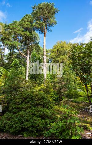 Giant pine trees in Inverewe Garden, Poolewe, Wester Ross, Scotland, UK Stock Photo