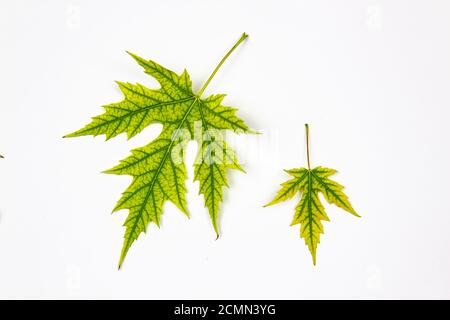 Two leaves of Silver Maple tree (Acer Saccharinum) isolated on white background. One leaf small  and one leaf big. Stock Photo