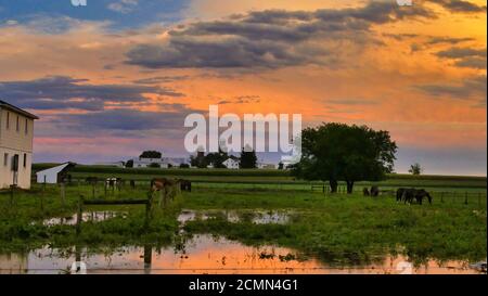 Orange Sunset over Farmlands with Horses and Barn over Corn Fields. High quality photo. Fields filled with water after recent Rain Stock Photo