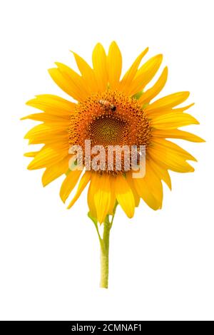 Beautiful sunflower isolated on white background with clipping path. Stock Photo