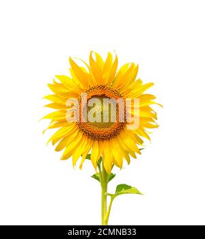 Beautiful sunflower isolated on white background with clipping path. Stock Photo