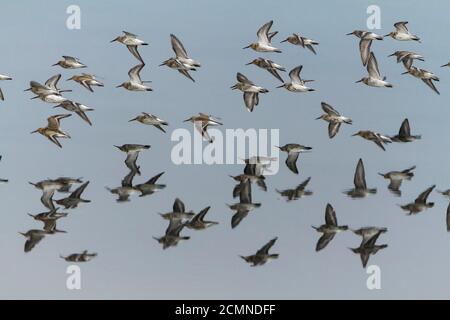 Dunlin (Calidris alpina) flock of small wading birds in flight over estuary mudflats. Has long black slightly down curved bill late summer plumage. Stock Photo