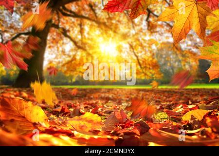 Lively closeup of autumn leaves falling on the ground in a park, with a majestic oak tree on a meadow in the background lit by the sun Stock Photo