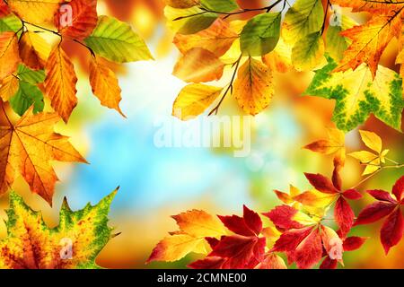 Nature frame with colorful autumn leaves in red, yellow and green around a nice abstract bokeh background with bright blue sky Stock Photo