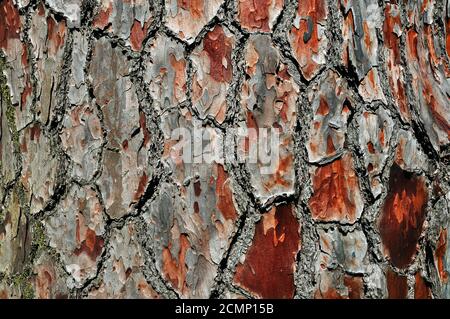 Old pine bark Stock Photo