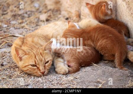 Mother cat with ginger kittens sitting on a street, selective focus. Cute animal family Stock Photo