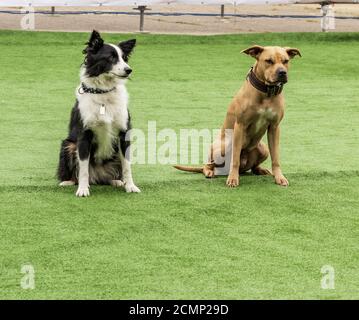 two dogs border collie and American pit bull terrier Stock Photo
