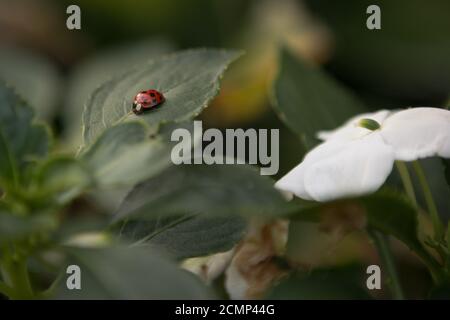 Ladybug Crawling on a Green Leaf Stock Photo