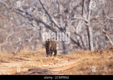 Leopard on way back to the Wild Stock Photo