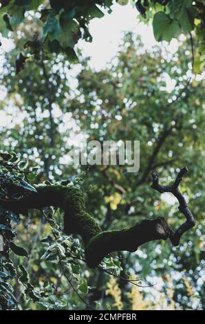 detail of sophora japonica tree Stock Photo