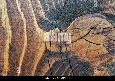 Wooden texture Stock Photo