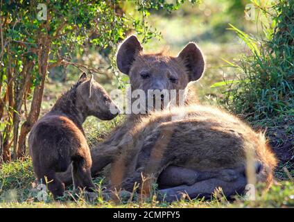Mother Spotted Hyena and one of her tiny cubs resting in bushes in the Masai Mara wildlife reserve, Kenya Stock Photo