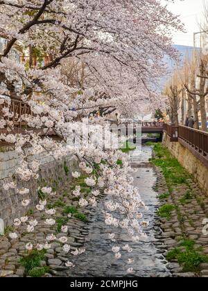 Jinhae South Korea, spring Cherry blossom at Yeojwacheon Stream Stock Photo