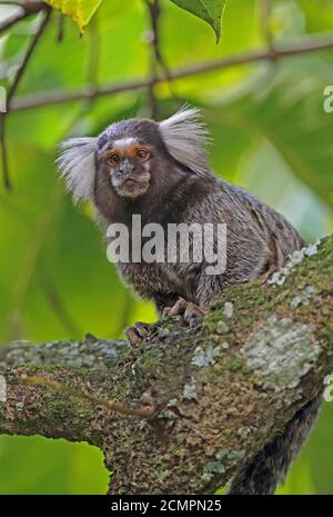 Common Marmoset (Callithrix jacchus) adult on branch  REGUA, Atlantic Rainforest, Brazil         July Stock Photo