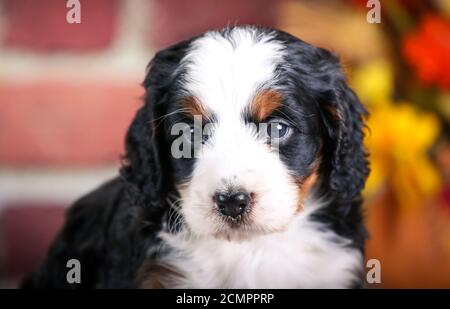 F1 Miniature Bernedoodle puppy at 5 weeks old in front of brick wall background Stock Photo