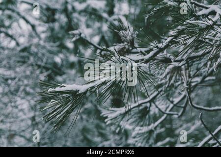 Winter background horizontal image of coniferous tree pine needles with snow and frost resting on the branches in cold season around christmas. Stock Photo