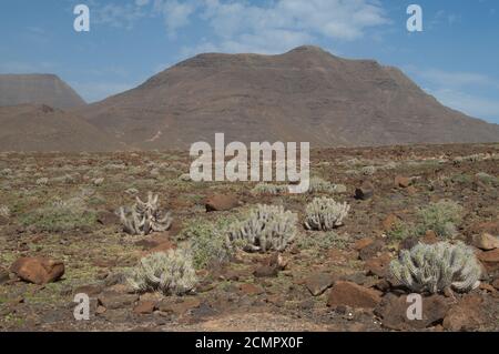 Desert landscape with plants Euphorbia handiensis. Jandia. Fuerteventura. Canary Islands. Spain. Stock Photo