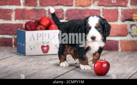 F1 Miniature Bernedoodle puppy at 5 weeks old in front of brick wall with apples Stock Photo