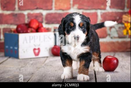 F1 Miniature Bernedoodle puppy at 5 weeks old in front of brick wall with apples Stock Photo