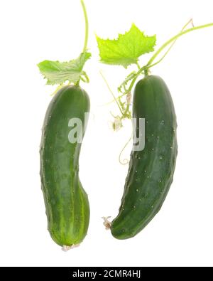 Two fresh cucumbers on the vine isolated on white. Leaves and stems remain attached and spines on the body of the vegetables. Stock Photo